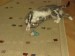 Thumbs/tn_PIC02906.jpg