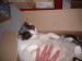 Thumbs/tn_613.jpg