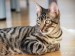 Thumbs/tn_Aramis-9.jpg