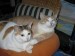 Thumbs/tn_Lady_und_Areno.jpg