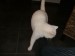 Thumbs/tn_image100006.jpg