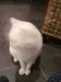 Thumbs/tn_image100013.jpg