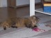 Thumbs/tn_100_2453.jpg
