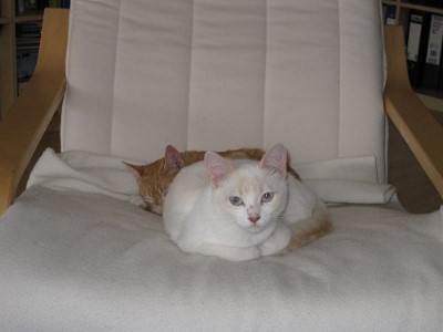 ../Images/Gina-Mimi-01.jpg