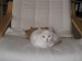 Thumbs/tn_Gina-Mimi-01.jpg