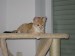 Thumbs/tn_Gina-Mimi-02.jpg