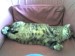 Thumbs/tn_20080708.jpg