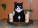 Thumbs/tn_SL380278.jpg
