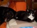 Thumbs/tn_SL380286.jpg