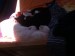Thumbs/tn_018.jpg