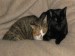 Thumbs/tn_IMG_0222a.jpg