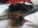 Thumbs/tn_hollystanley11.jpg