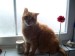 Thumbs/tn_Rojo-02.jpg