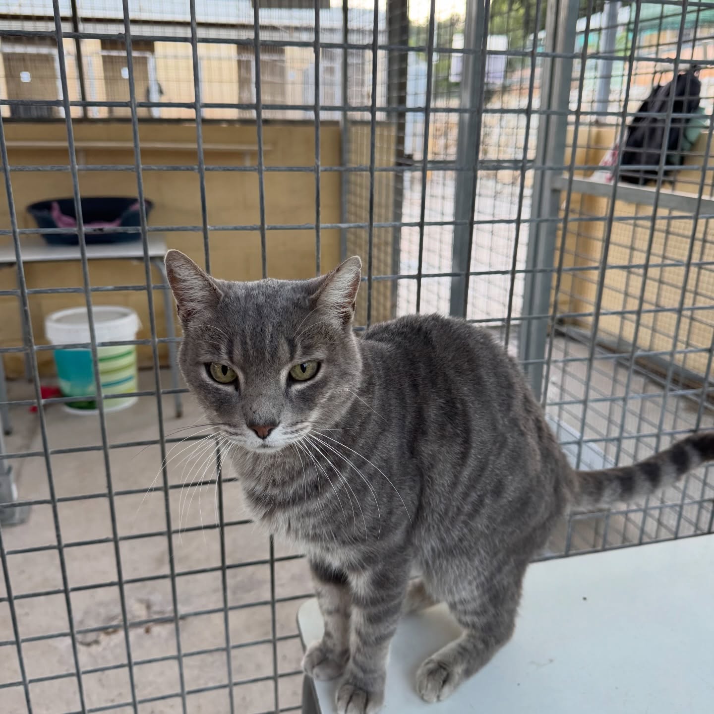 Sultan