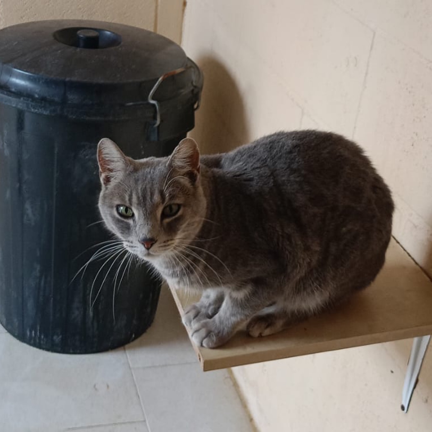 Sultan