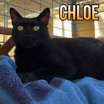 CHLOE2