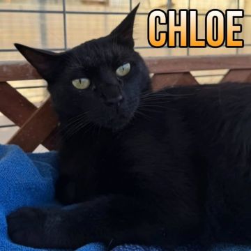 CHLOE2
