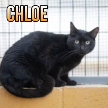 CHLOE2