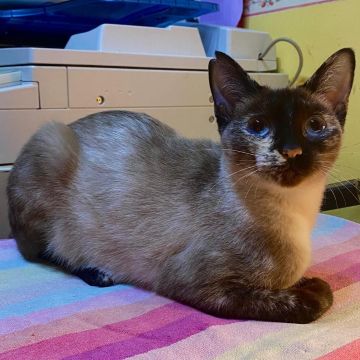 CLEO2
