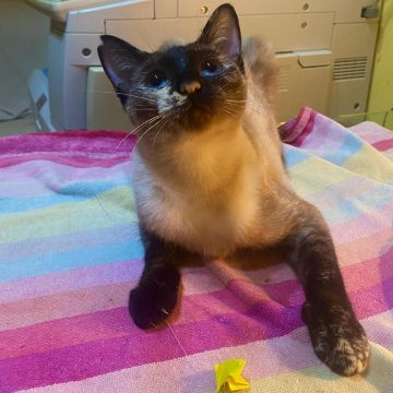 CLEO2