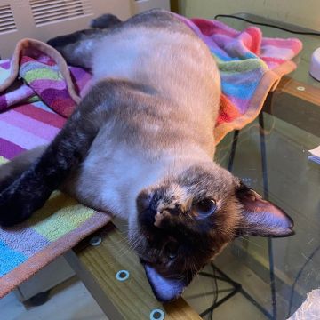 CLEO2