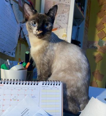 CLEO2