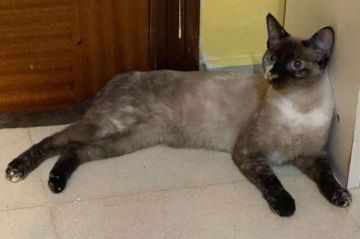 CLEO2