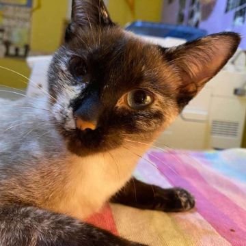 CLEO2