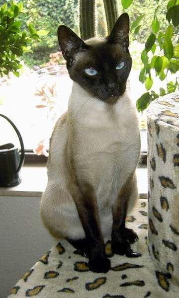 Chipie