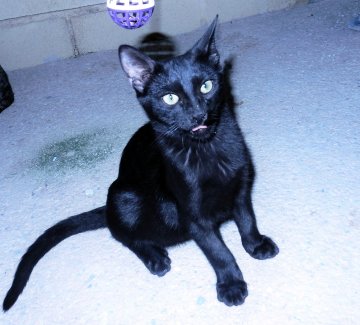 Katze Felipe Mannlich Zuhause Gefunden Katzenhilfe Samtpfoetchen Happy Ends Archiv Von Zergportal De