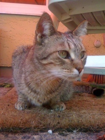 Liane