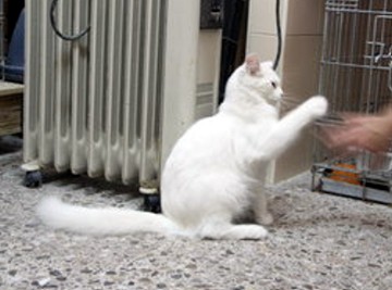 sollten wohnungskatzen geimpft werden