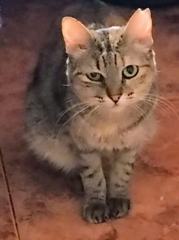 MARGARITA