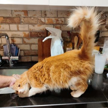 MIMOSA