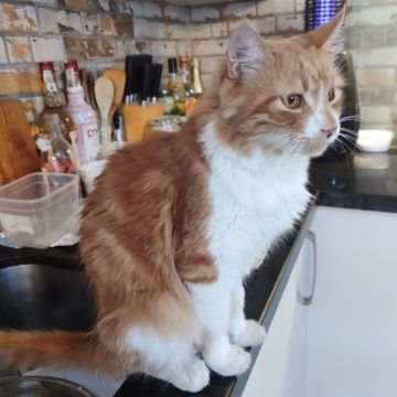 MIMOSA