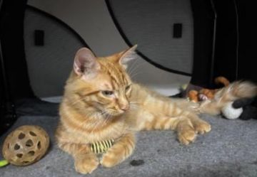 MUFASA