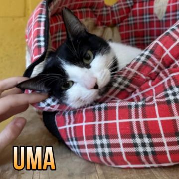 UMA