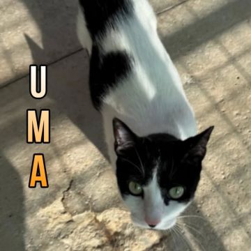 UMA