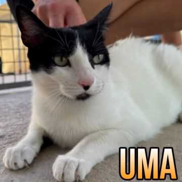 UMA