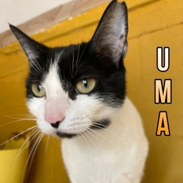UMA
