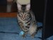 Thumbs/tn_Aramis-11.jpg