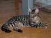 Thumbs/tn_Aramis-3.jpg