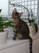 Thumbs/tn_Aramis-4.jpg