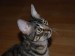 Thumbs/tn_Aramis-5.jpg