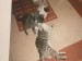 Thumbs/tn_P1130776.jpg