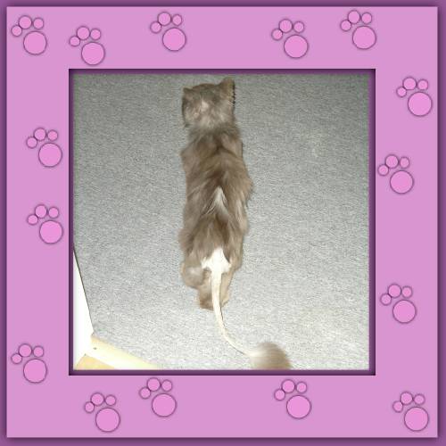 Alfonso
