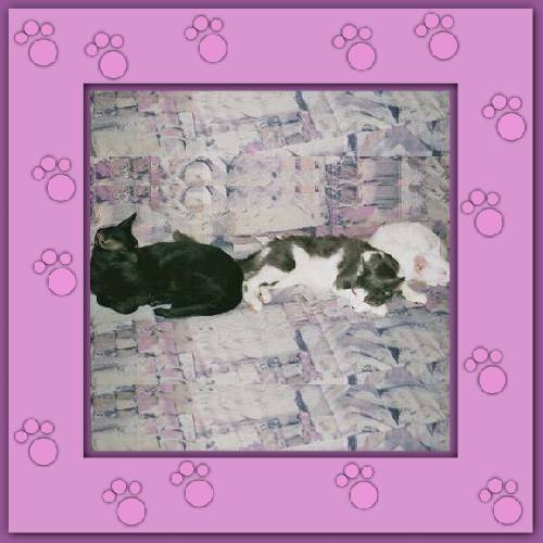 Amor, Nicky & Paulchen