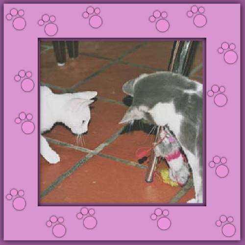 Amor & Milo