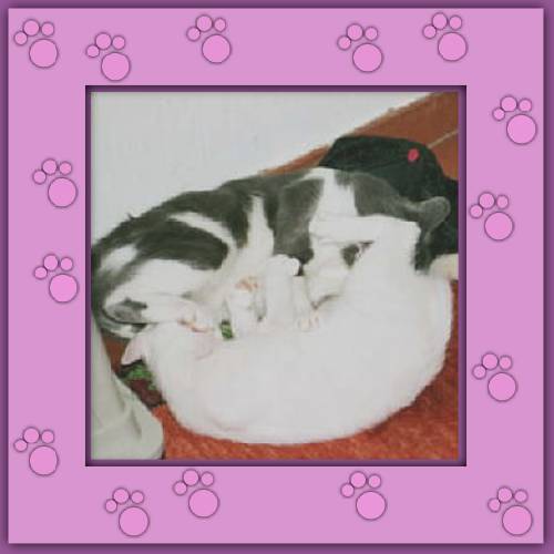 Amor & Milo