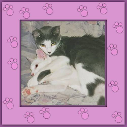 Amor & Milo